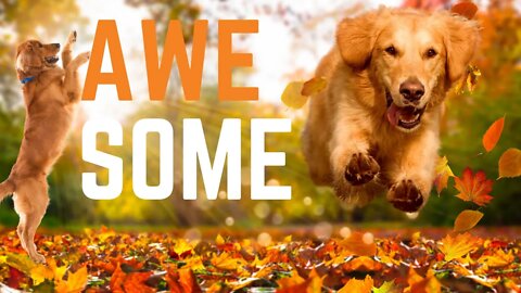 VIRAL Video - World's Happiest Dog vs. Leaf Pile