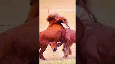 #animal actions #blackpink #black horse amazing attitude actions # |#shorts|#horse 🐴 🐴 🐴 🐴 🐴 🐴