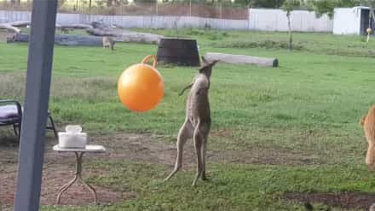 Un gros ballon fait le bonheur de ce jeune kangourou