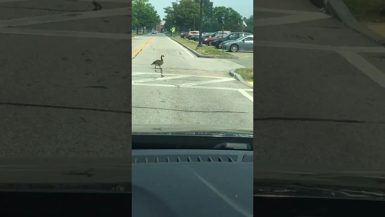 Mr. Goose crossing the street. #shorts #animals