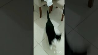 Gato brincando Gato Bartolomeu Tunico pulando 😺😺