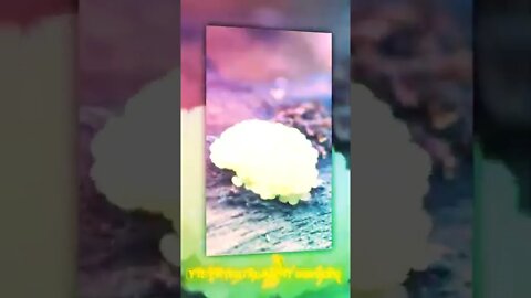 Beautiful Transformation of Plant