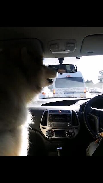 Alaskan Malamute Howls Along At Passing Siren