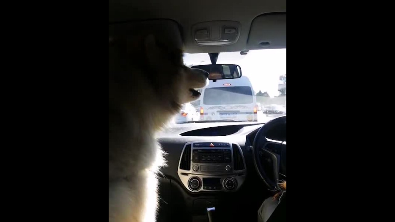 Alaskan Malamute Howls Along At Passing Siren