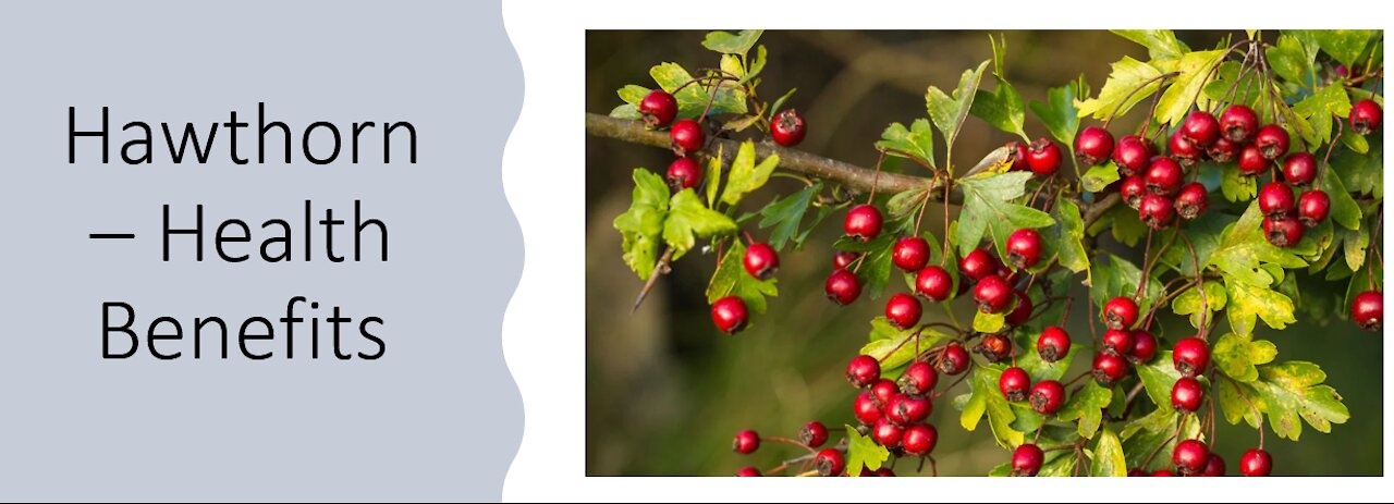 Hawthorn - Health Benefits