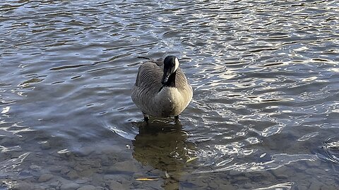Ducks and Geese