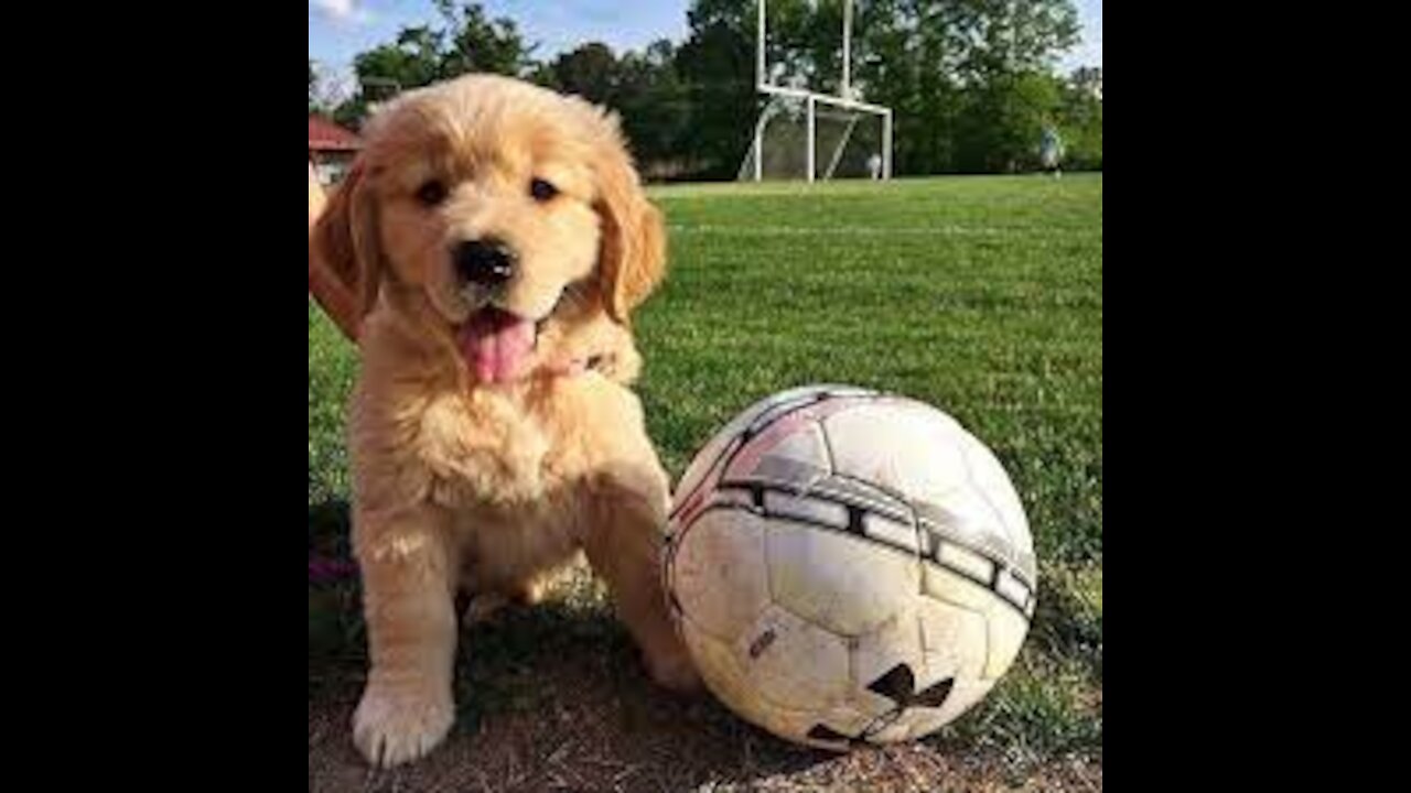 cute puppy playing happily