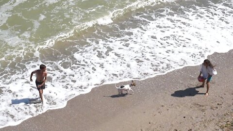 Dog Playing Football On The Sea Beach