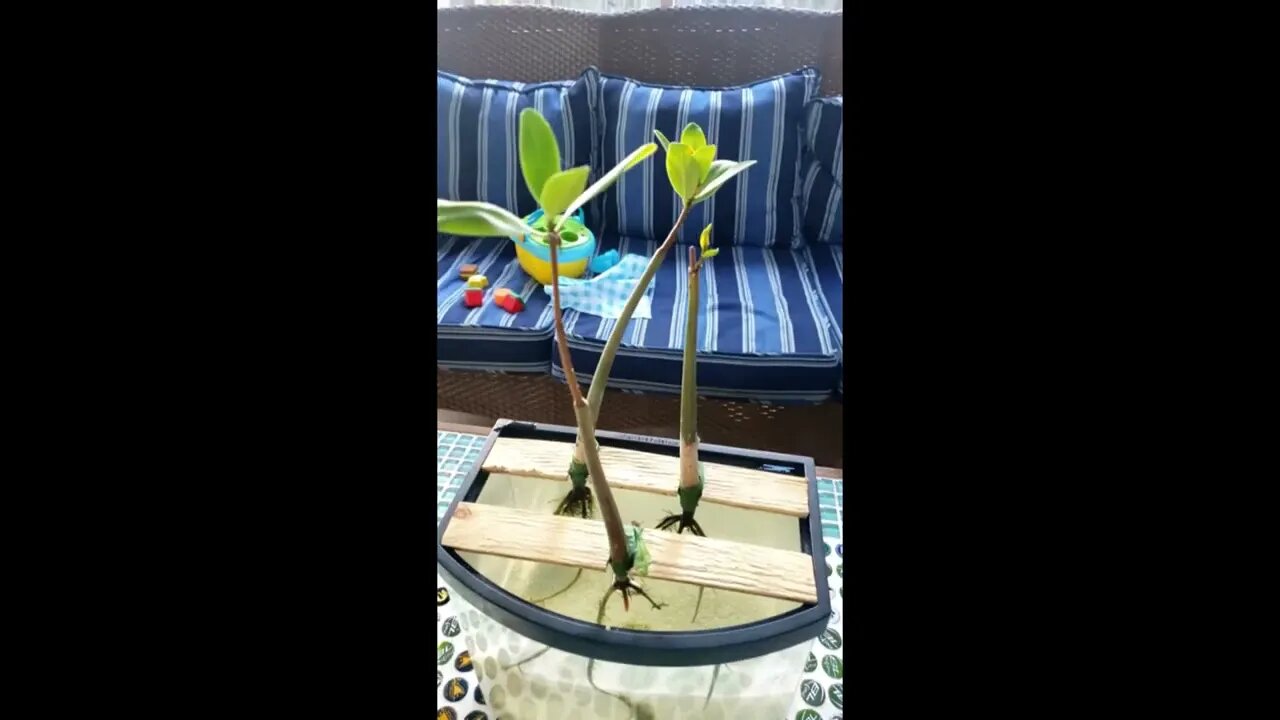 Freshwater Red Mangrove Aquarium