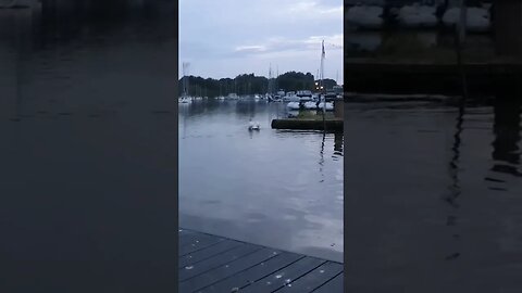beautiful Swan on calm waters