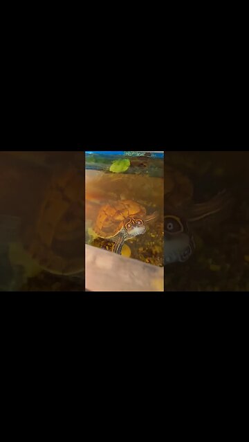 This turtle blows my Mind #cute #pets #turtle