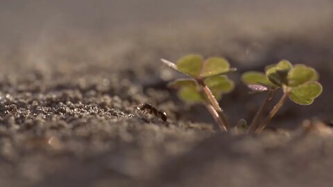 Beachfront B Roll Ant Hill with Clover Free to Use HD Stock Video Footage