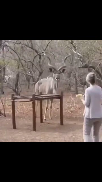 Woman Injured While Attempting to Feed Kudu