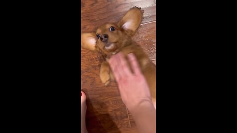 Rub the puppy's tummy already 🐶