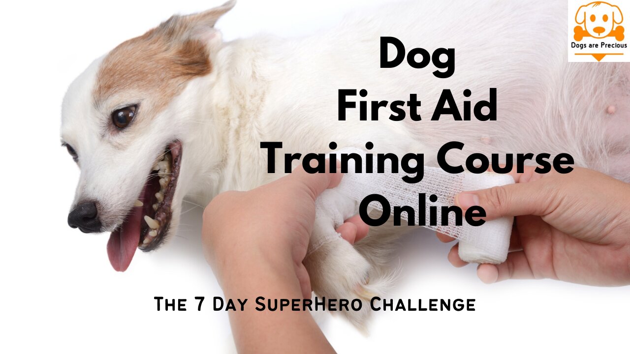 Dog First Aid Training Course Dog First Aid Video