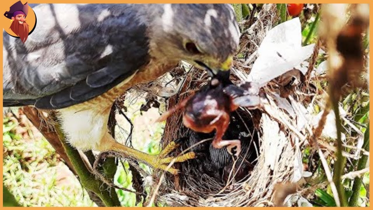 Falcons And Hawks Snatching Away Babies From Nests