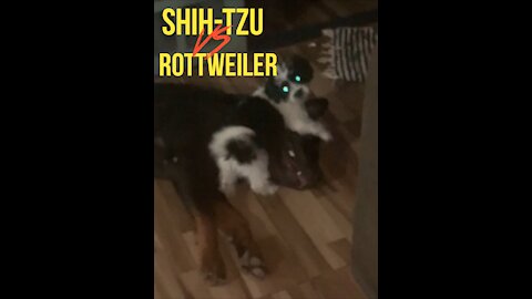 Hottweiler vs shih-tzu