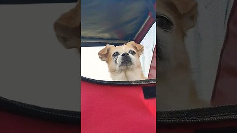 Cute Little Dog Rides In Her Favorite Cart 🐕 #shorts #pets #cute #dog #biking