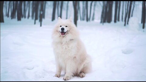 White dog