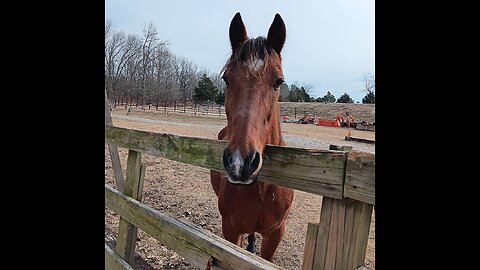 Horsing Around at Coln Acres February 2024