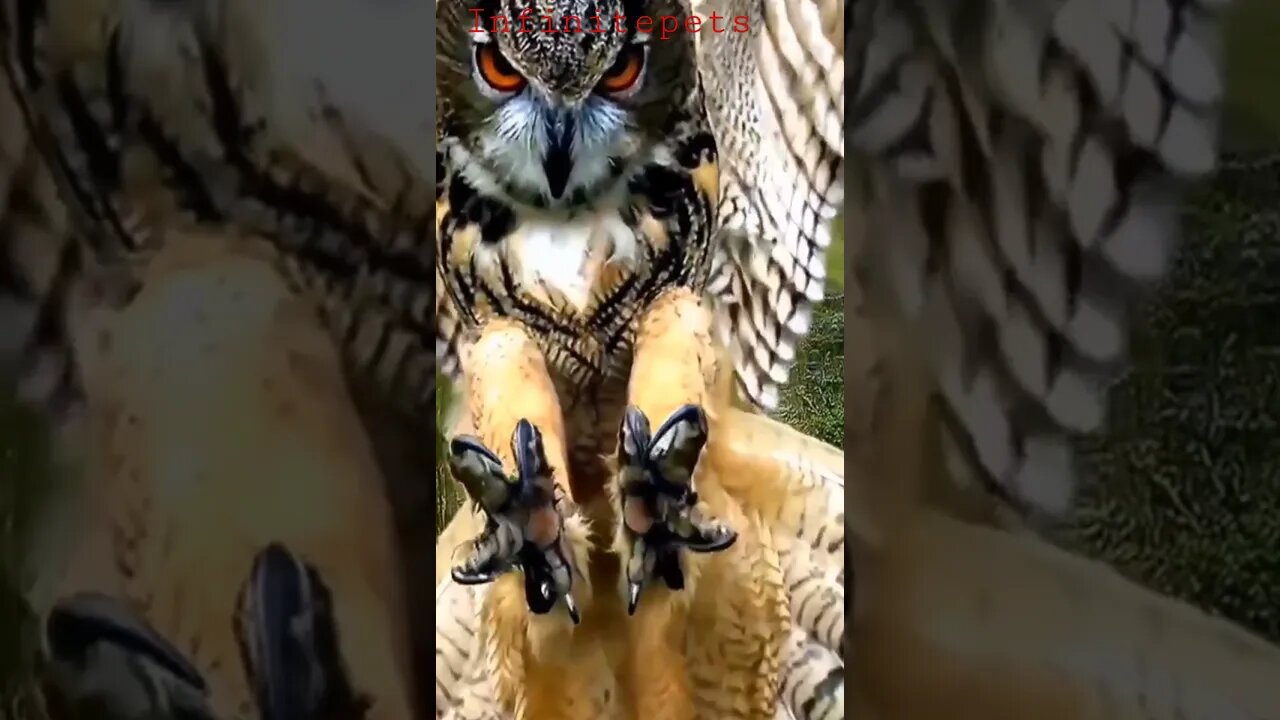 😍 Beautiful Amezing Owl #Shorts #Entertainment #Funnyvideo #Infinitepets