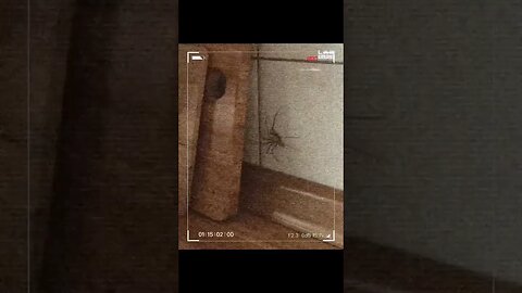 hunting a spider #meme