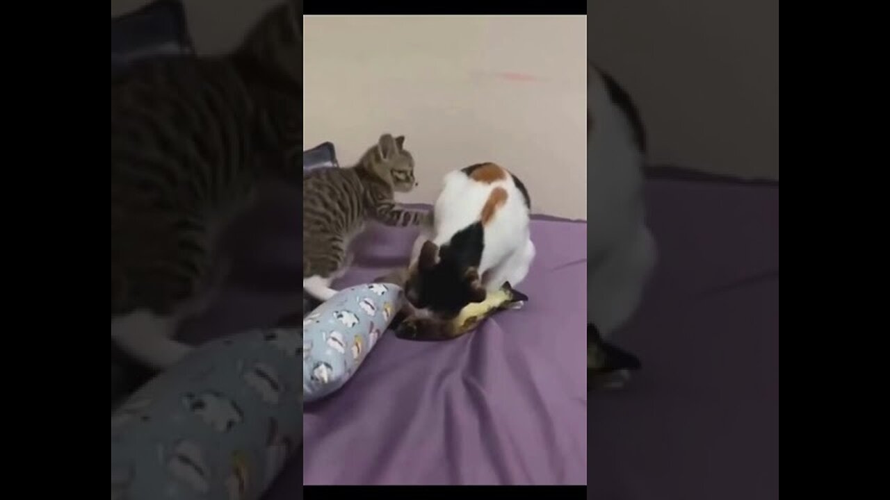 Funny Cats 3