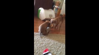 Mini dog tug of war!