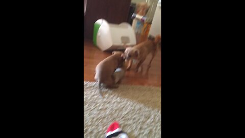 Mini dog tug of war!