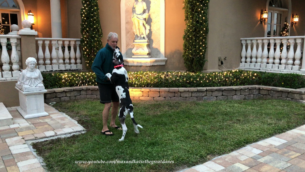 Jumping Great Dane puppy enjoys Florida Christmas lights