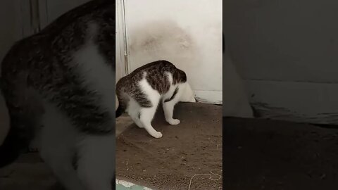 Cat Trying To Get Under The Door Mat