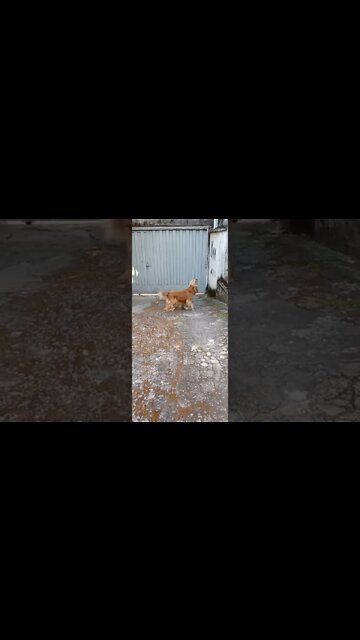 #dogshow, #amimals, #dogs, #shorts