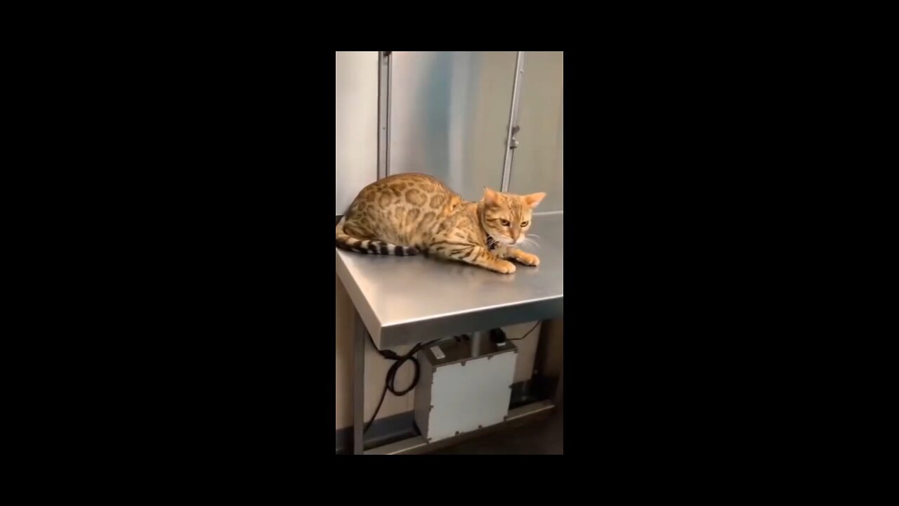 cute cat reaction