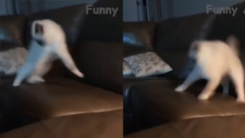 White CAT scared itself without any reason