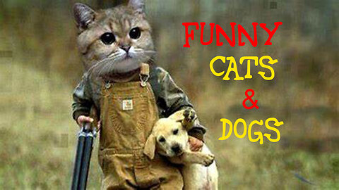 Funniest Animals 2024 😂 New Funny Cats and Dogs Videos 😻🐶 Part 1