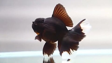 The most beautiful fish on earth | Best beautiful quality goldfish-1