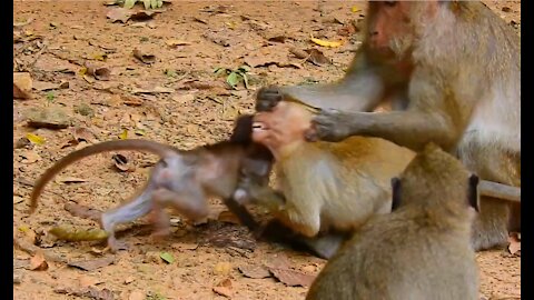 Mother Monkey Teaching Her Son Not to Do Any Harm On Little Sister