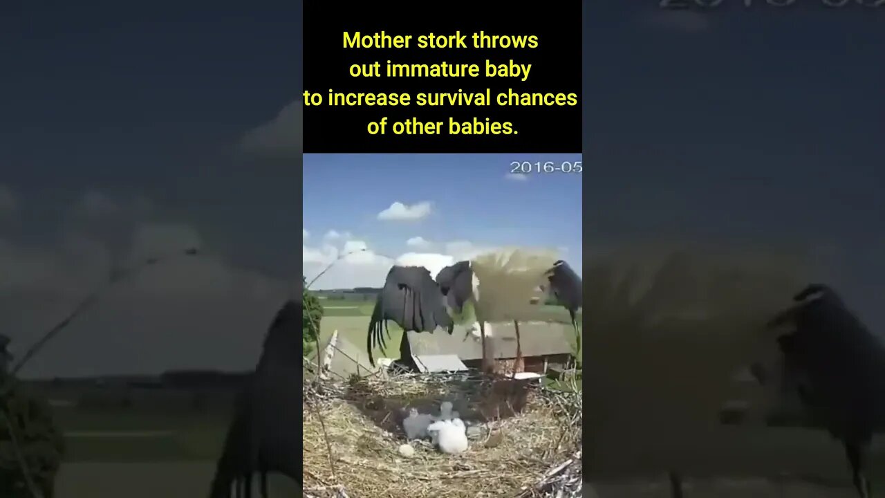 Mother stork throws out immature baby to increase survival chances of other babies