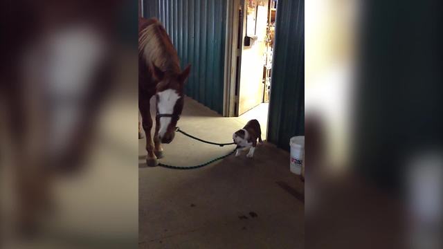 Bulldog And Horse Promise To Stay Best Friends Forever