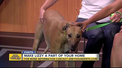 Rescues in Action: Make Lizzy part of your family