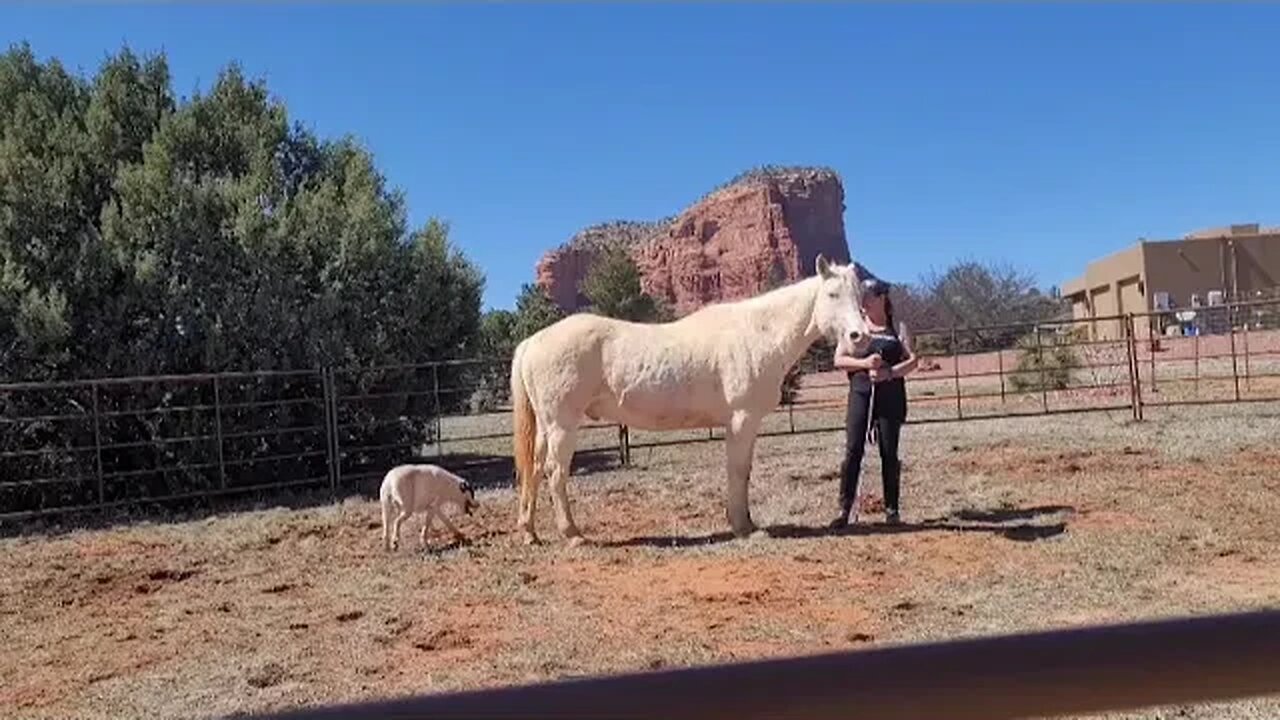 Paladin and I break in the new round pen.#atlibery #naturalhorsemanship #sedona