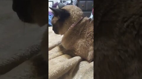 MY CAT IS MAD AT ME