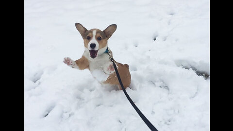 Dogs love the snow | Dogs playing and running in the snow