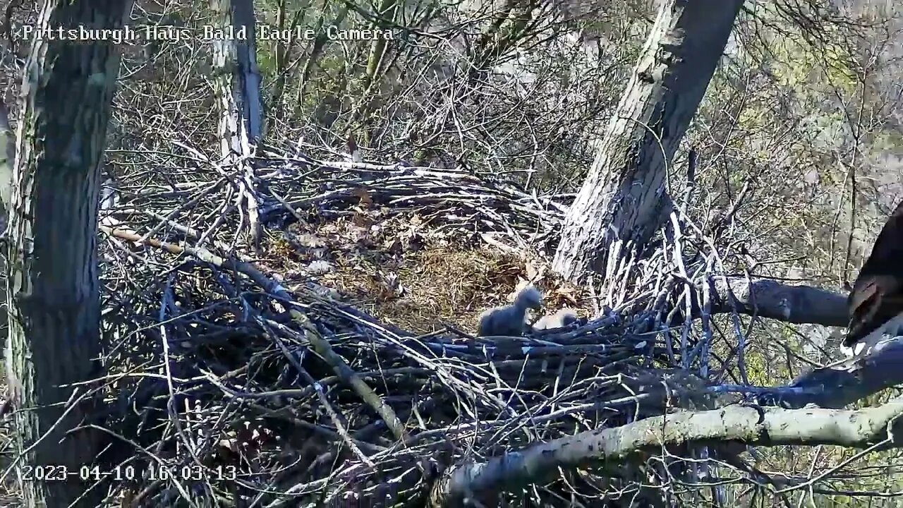 Hays Eagles Dad sits on Branch H19 H20 looking out 4.10.23 16:02