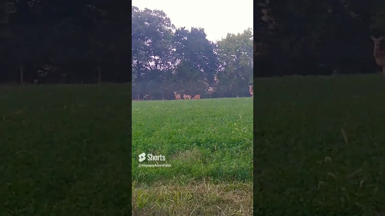 Deer on a summer evening #shorts #deer #summerevening