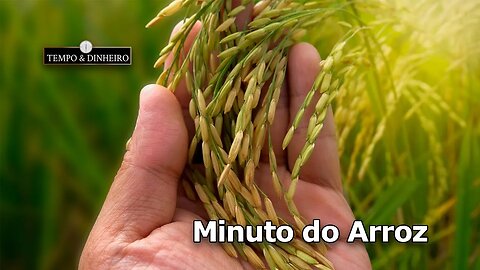 Arroz começando colher com qualidade baixa