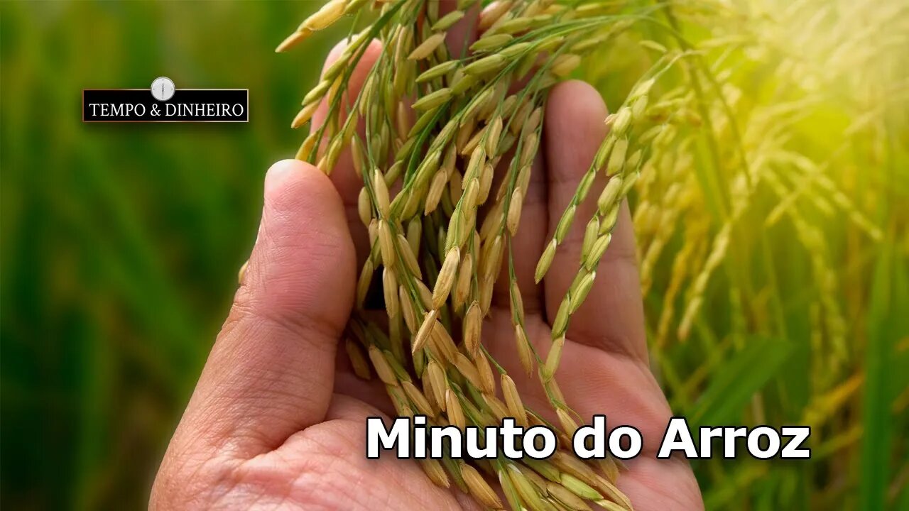 Arroz começando colher com qualidade baixa