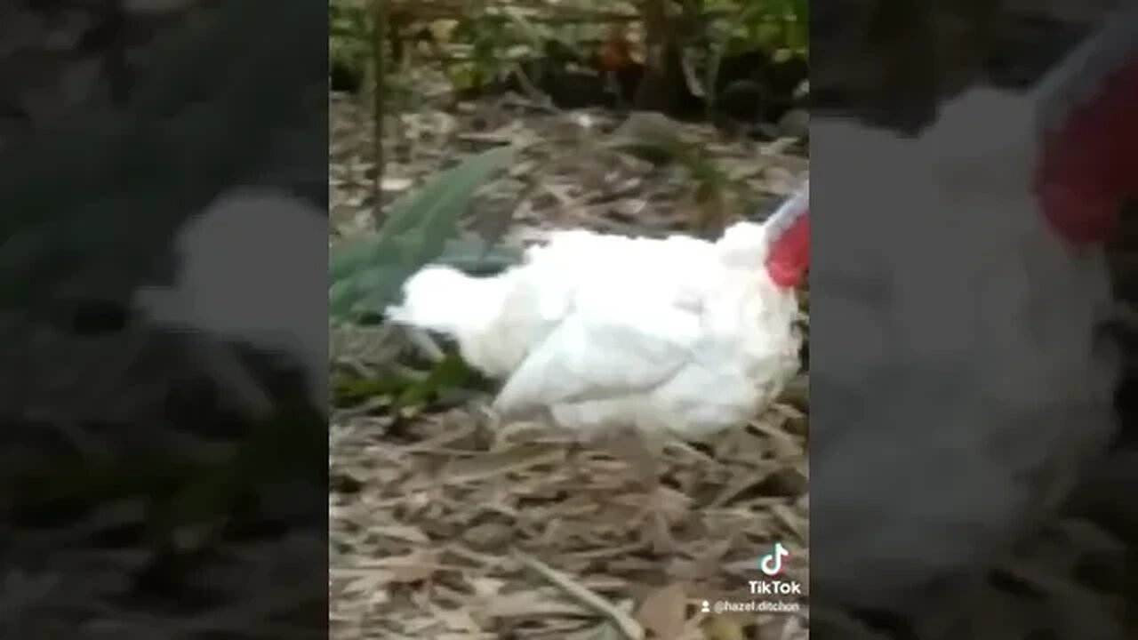 pabo Upahan Ang manok