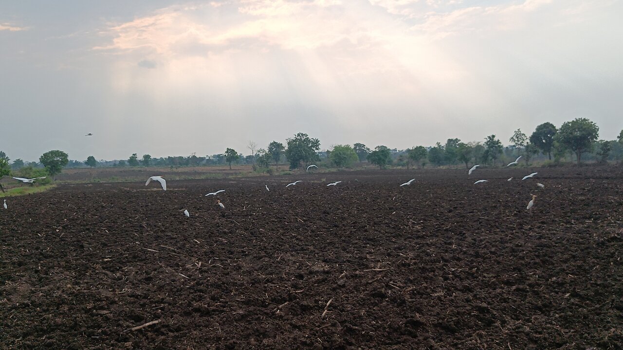 Birds flying 🕊️ nature