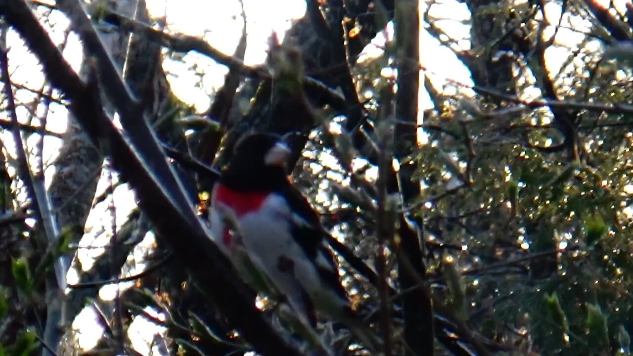 Rose-breasted grosbeak